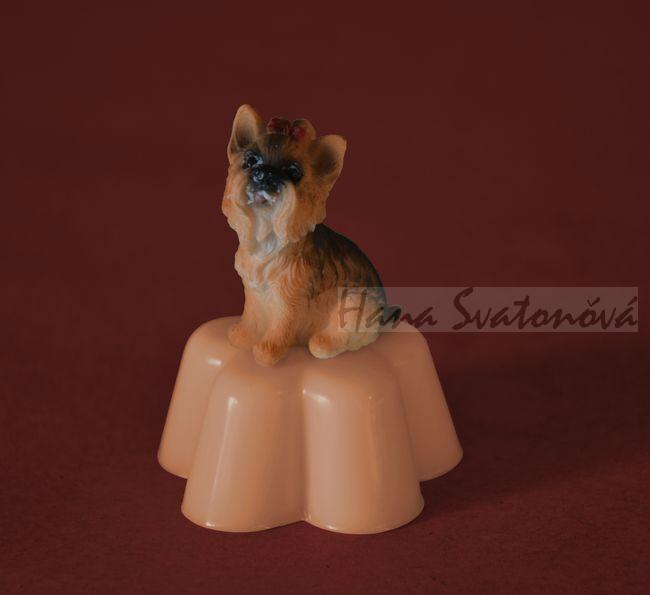 Jorkšír (květ) výška 7,5cm