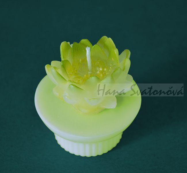Leknín žlutý (kruh) výška 6cm