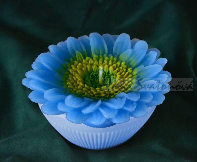 Kopretina velká - průměr 12,5cm