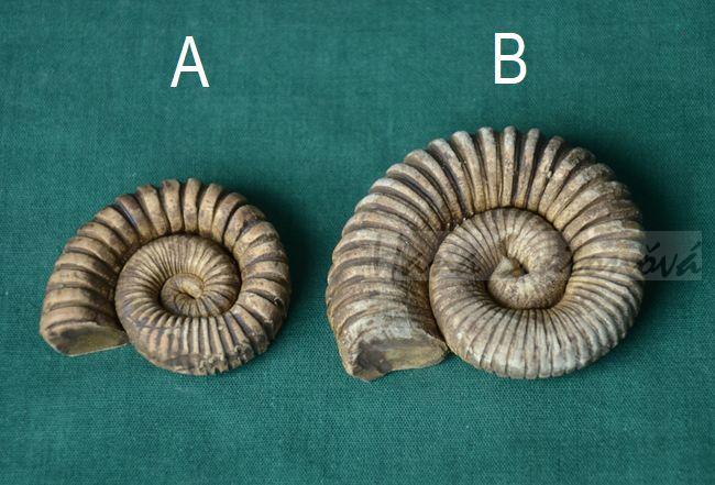 Trilobit 3 - velikost 4cm