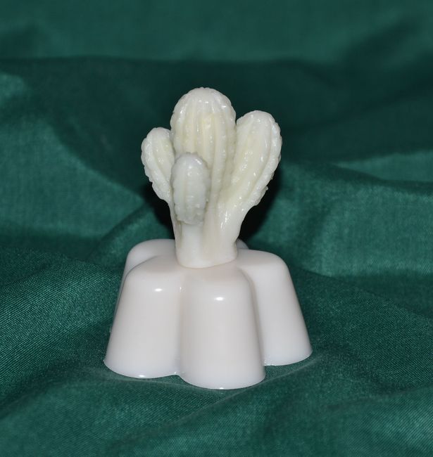 Kaktus trojitý (květ) výška 7cm