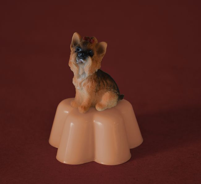 Jorkšír (květ) výška 7,5cm