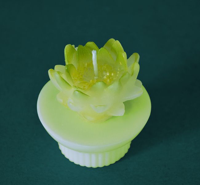 Leknín žlutý (kruh) výška 6cm