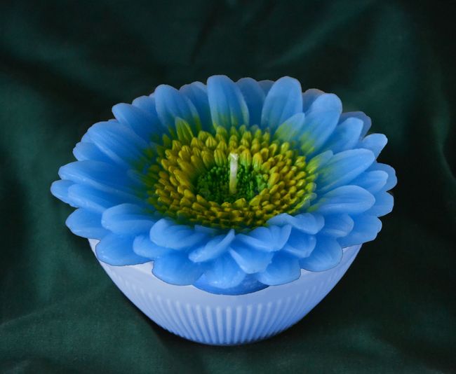 Kopretina velká - průměr 12,5cm