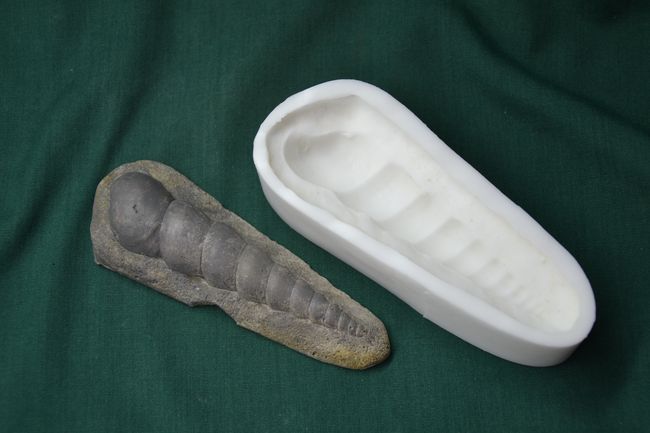 Trilobit 2 - velikost 11x4cm
