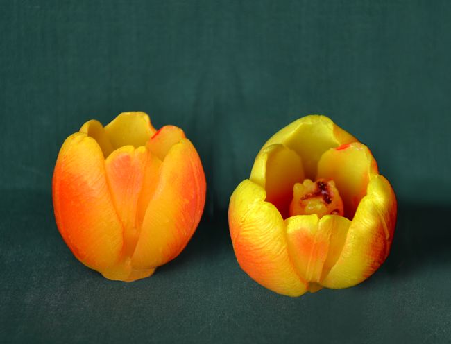 Tulipán otevřený - výška - 5cm