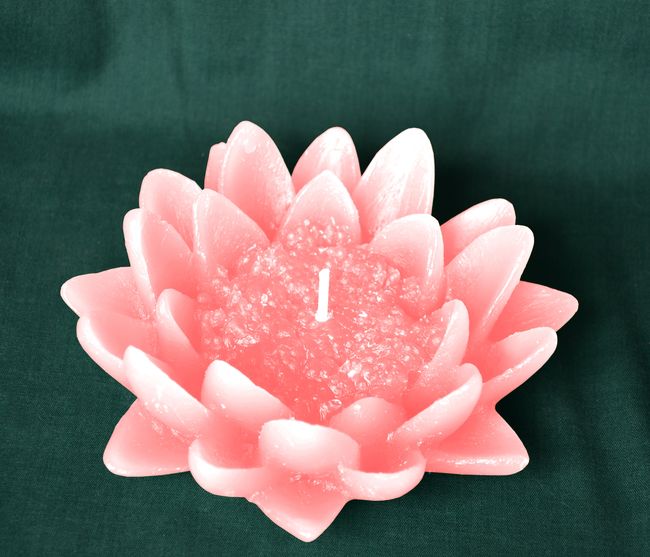 Leknín otevřený - průměr 13,5cm