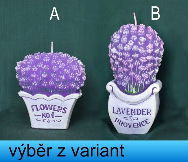 Levandule v květináči - výška 8,5 a 14cm