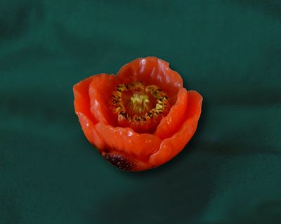 Květ vlčí mák, průměr 4cm