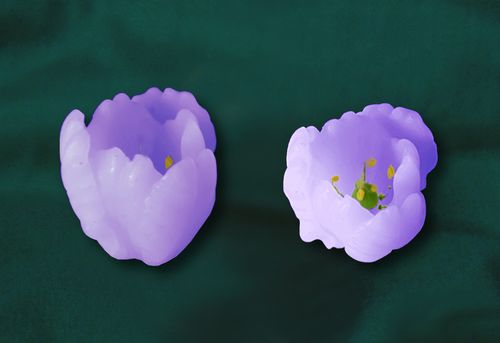 Květ Ocůn, průměr 3cm