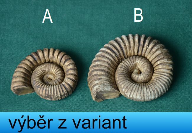 Trilobit 3 - velikost 4 a 5,5cm